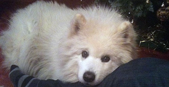 Bede’s lost dog