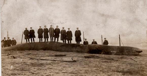 The strange tale of Port Vale and a whale…