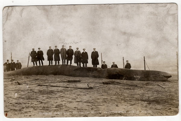 whale1