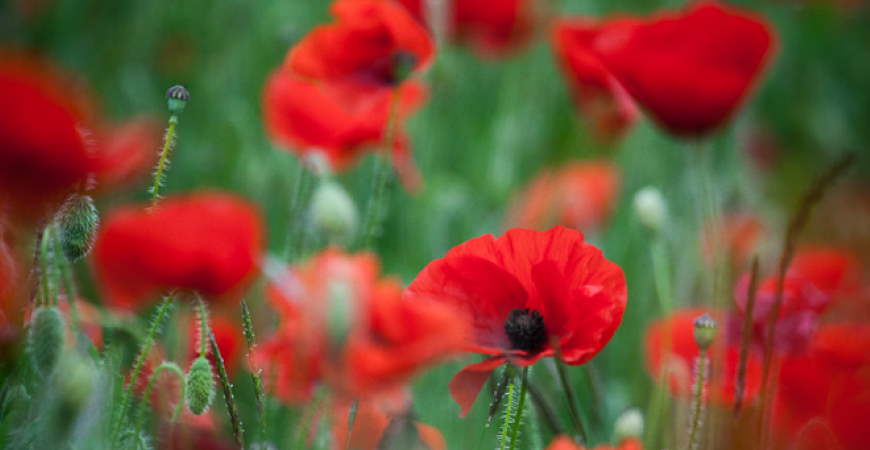 In memoriam: our Valiant fallen