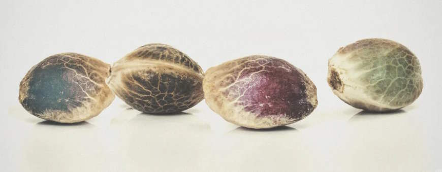 What types of Feminized Weed seeds are known?